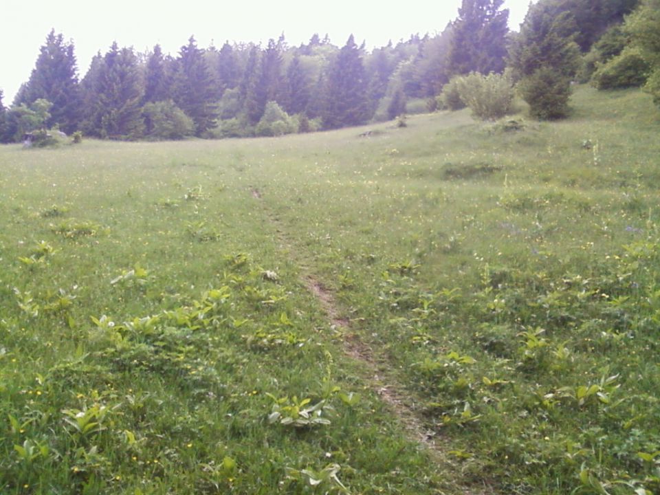 Spet travnik