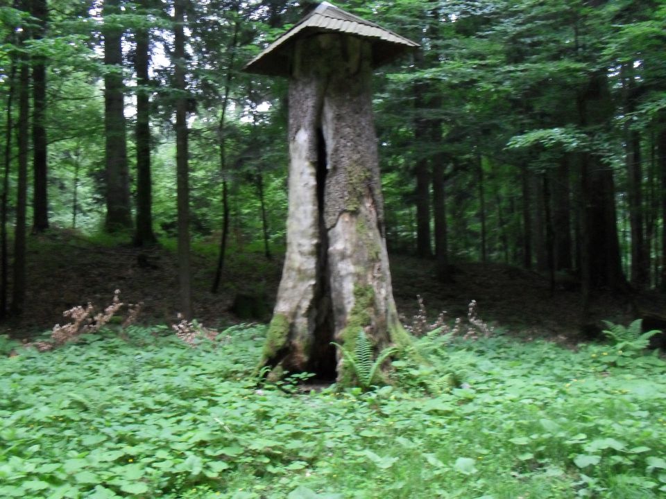 Po Javorniško- Snežniških gozdovih - foto povečava