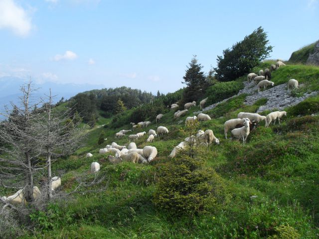 Ovce pod Možicem