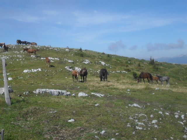 Konji na Kremantu