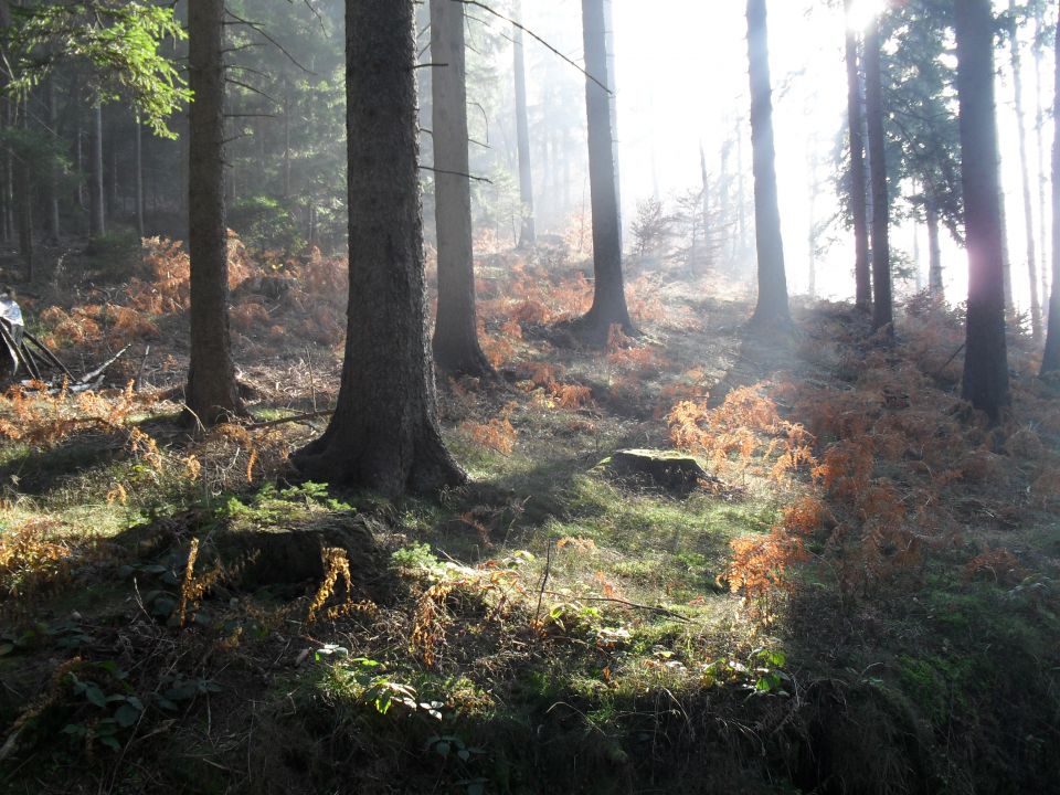 Sončen novemberski dan - foto povečava