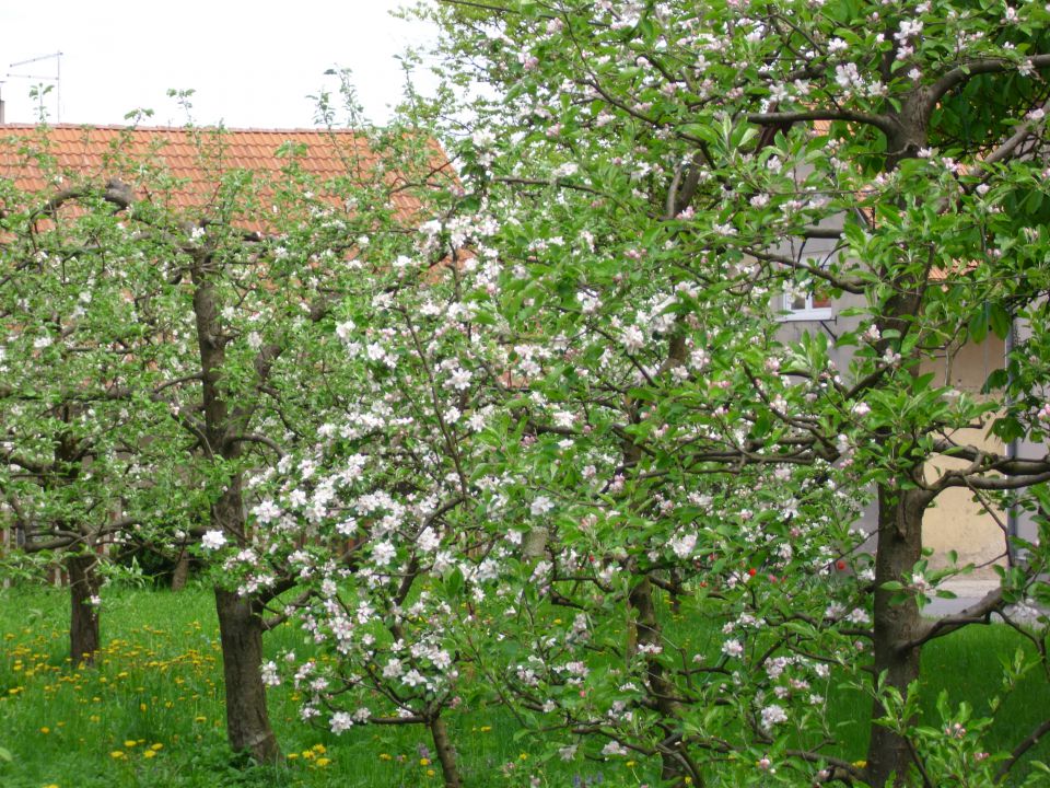 Splošno - foto povečava