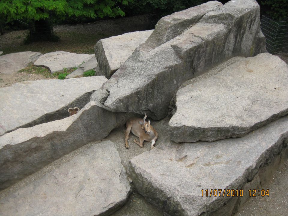 Zoo stutgart - foto povečava