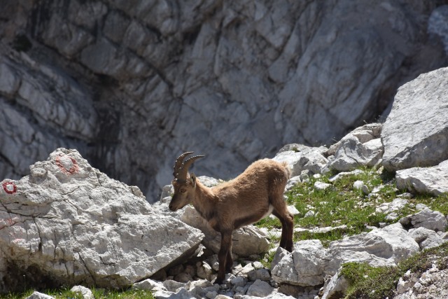 Visoka Vrbanova špica  06.07.2019 - foto