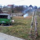 Čiščenje - trgatev