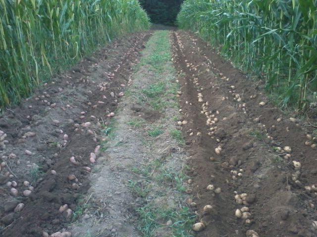 Krompir 2012 - foto