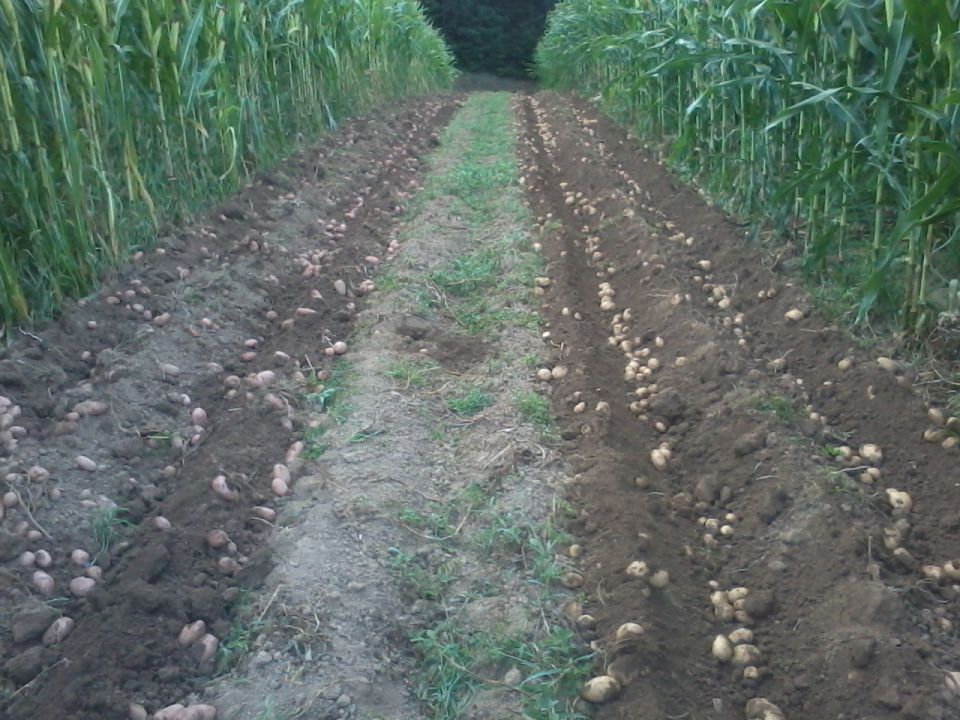 Krompir 2012 - foto povečava