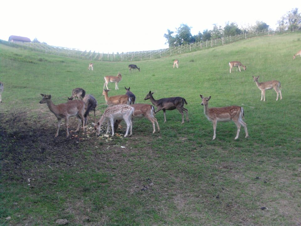 Malo mešano - foto povečava