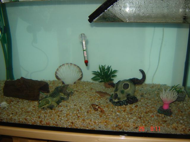 Tello in nov akvarij (2011) - foto