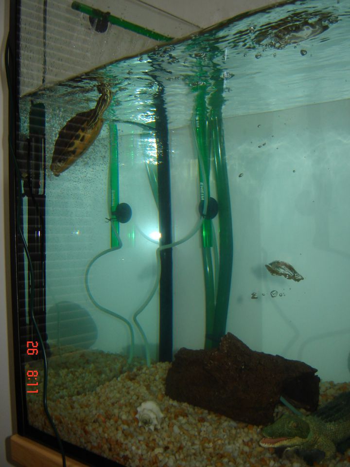 Tello in nov akvarij (2011) - foto povečava