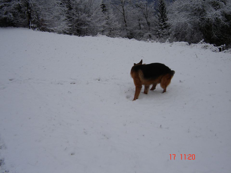 Kislica- december 2011 - foto povečava