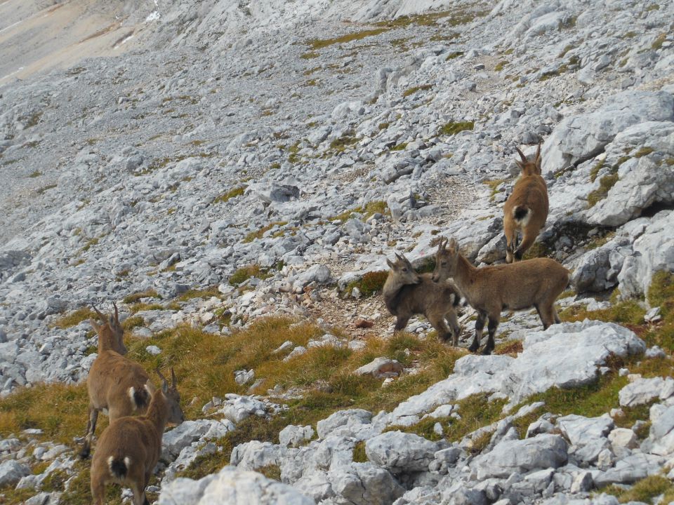 Rjavina,Triglav(Kot-vrh-Kugy.pol)-21.9.13 - foto povečava