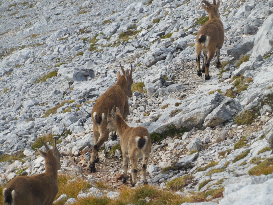 Rjavina,Triglav(Kot-vrh-Kugy.pol)-21.9.13 - foto povečava