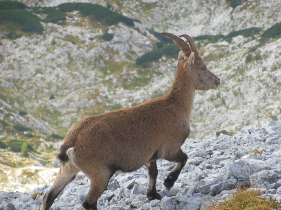 Rjavina,Triglav(Kot-vrh-Kugy.pol)-21.9.13 - foto povečava