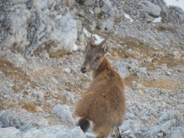 Rjavina,Triglav(Kot-vrh-Kugy.pol)-21.9.13 - foto