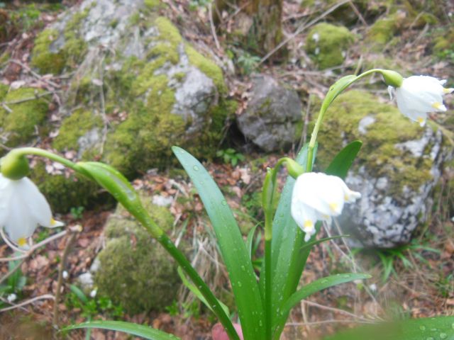 Grintovec (22.3.14) - foto