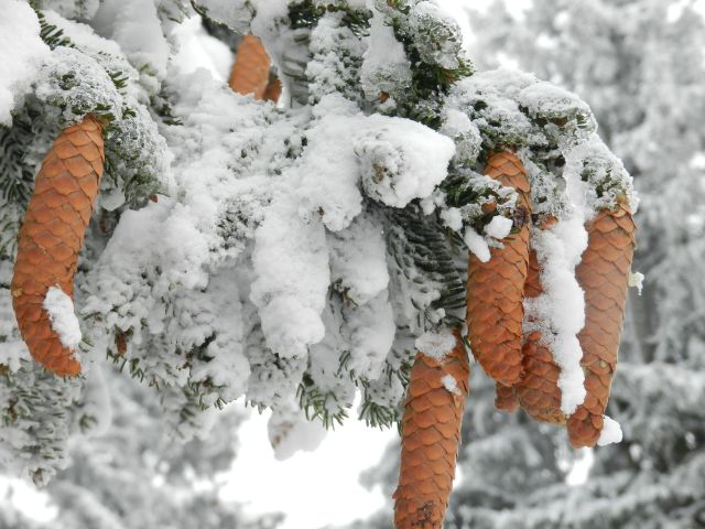 Zimski utrinki - foto