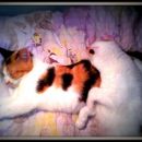 my two kittys - sansa&arya