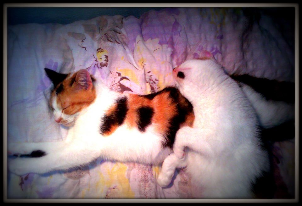 my two kittys - sansa&arya
