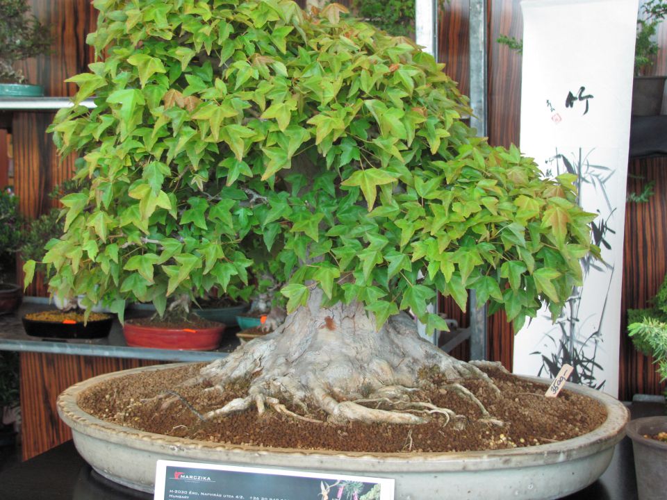 Bonsai - Ljubljana maj 2012 - foto povečava