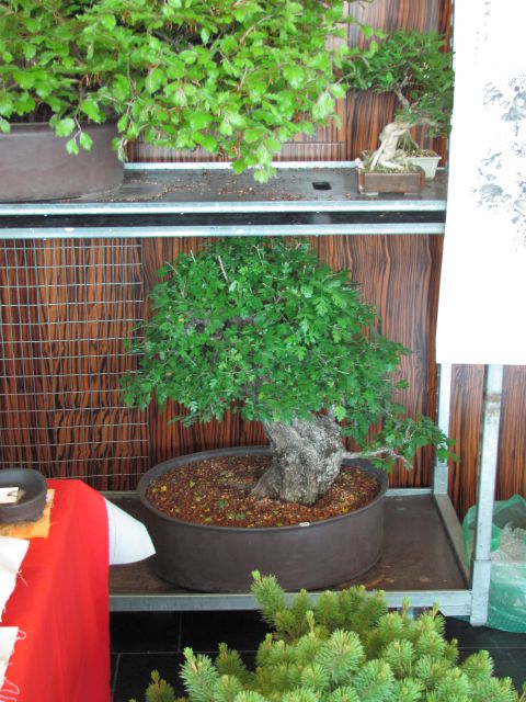 Bonsai - Ljubljana maj 2012 - foto