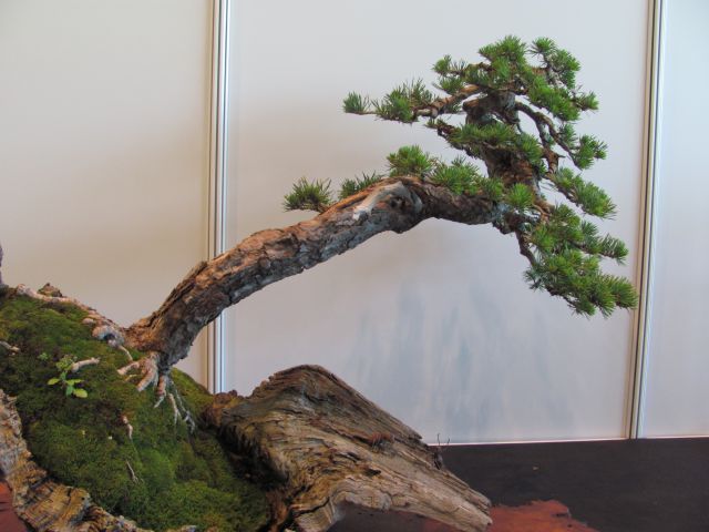 Bonsai - Ljubljana maj 2012 - foto