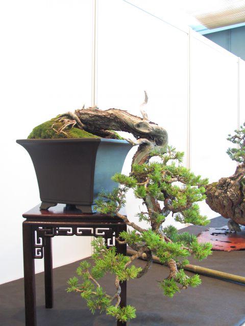 Bonsai - Ljubljana maj 2012 - foto