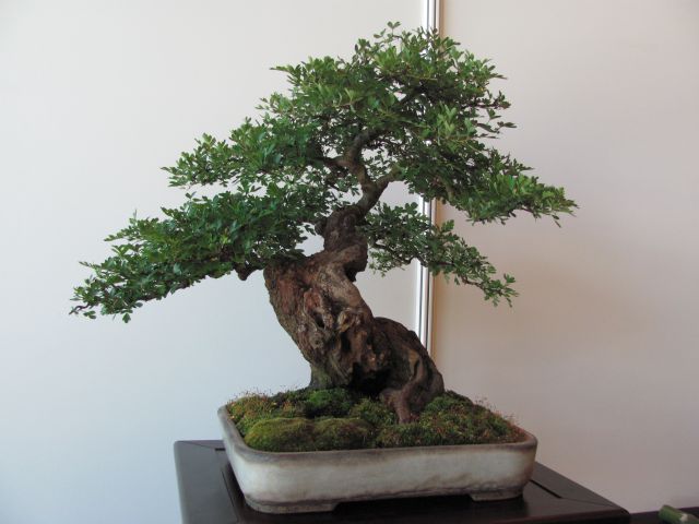 Bonsai - Ljubljana maj 2012 - foto