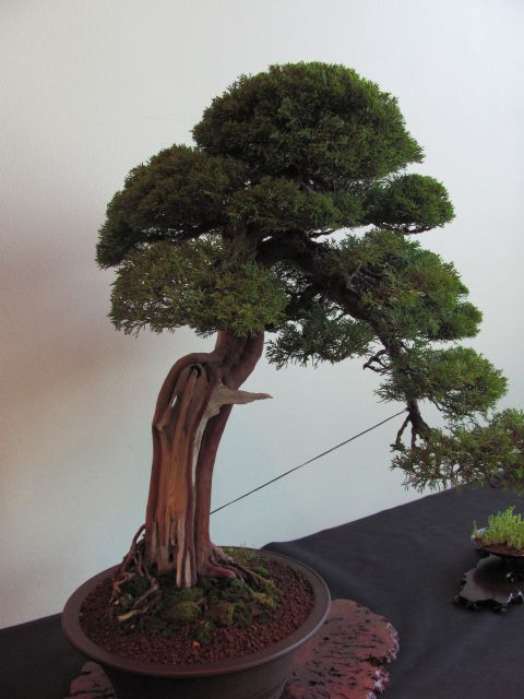 Bonsai - Ljubljana maj 2012 - foto