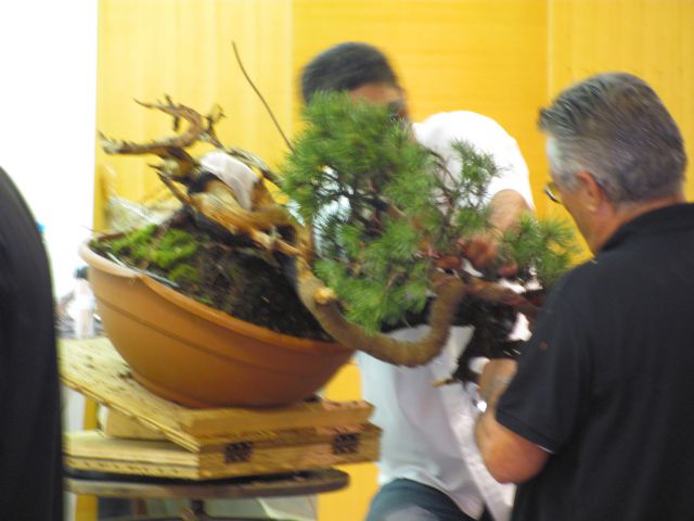 Bonsai - Ljubljana maj 2012 - foto