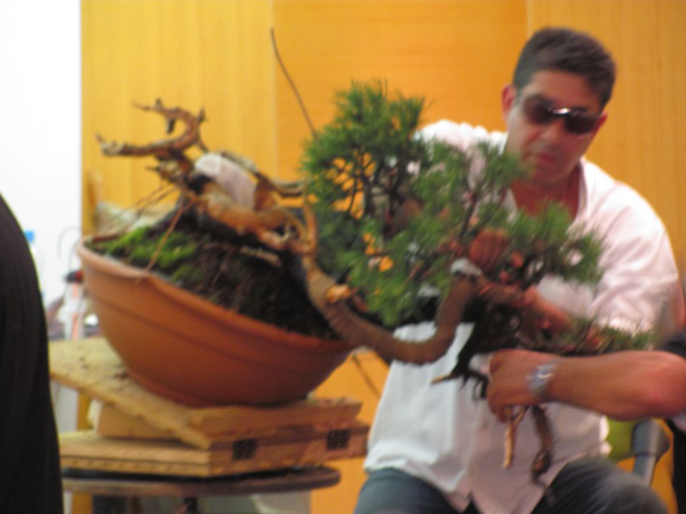 Bonsai - Ljubljana maj 2012 - foto povečava