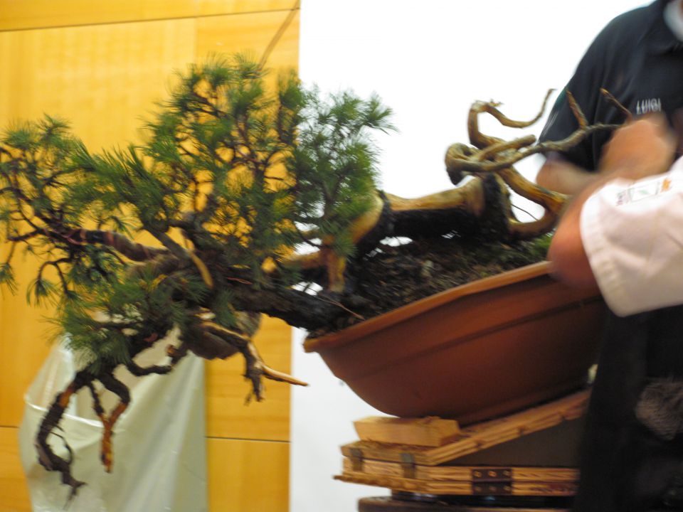 Bonsai - Ljubljana maj 2012 - foto povečava