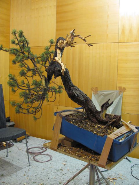 Bonsai - Ljubljana maj 2012 - foto