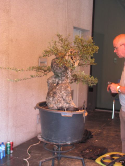 Bonsai - Ljubljana maj 2012 - foto