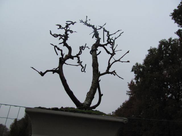Bonsai - 02.11.2011 - foto