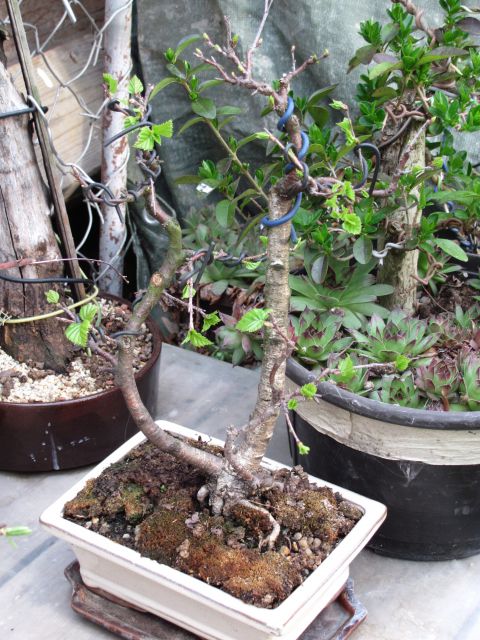 Bonsai - 05.04.2012 - foto