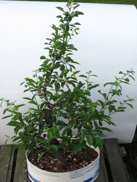 Bonsai - 03.05.2012 - foto