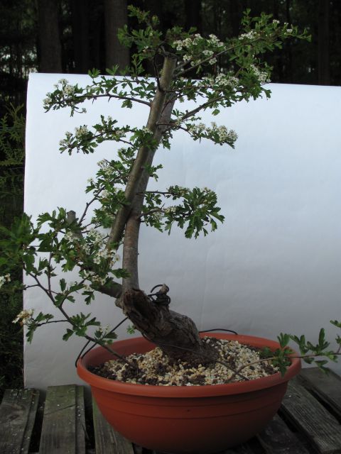 Bonsai - 03.05.2012 - foto