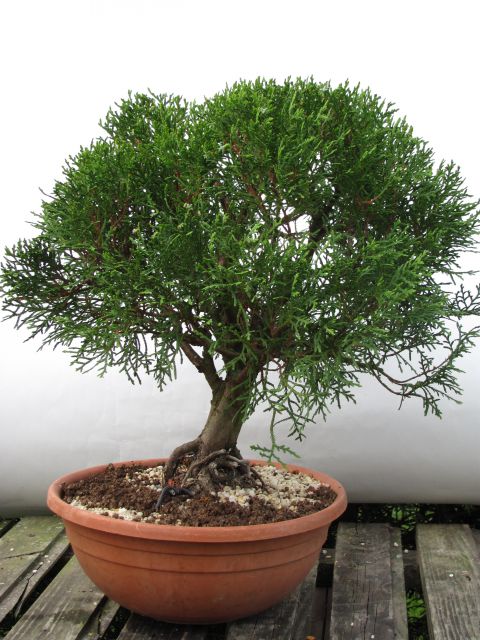 Bonsai - 03.05.2012 - foto