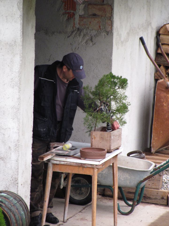 Bonsai 04.05.2012 - foto povečava