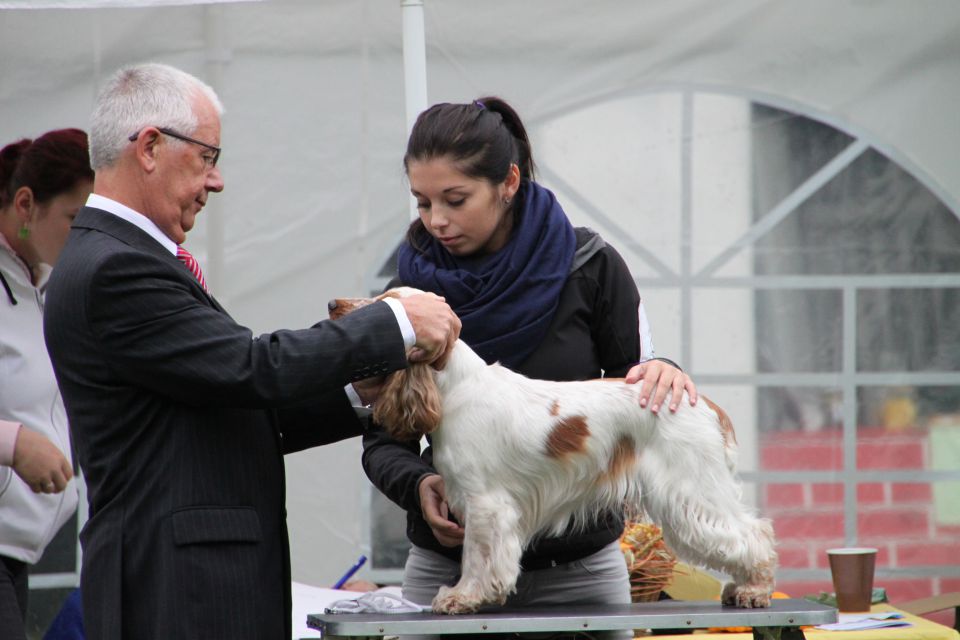 CZ Cocker Club show  - foto povečava