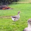 Gosi gamse geese toulouse