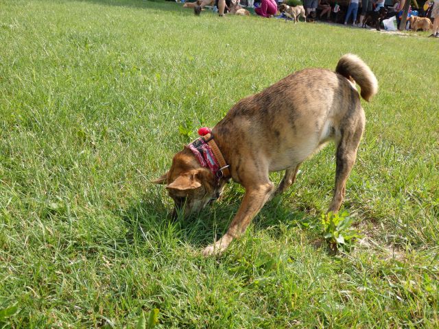 Zaključek pasje šole, 15.6.2013 - foto