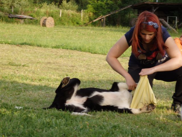 Zaključek pasje šole, 15.6.2014 - foto