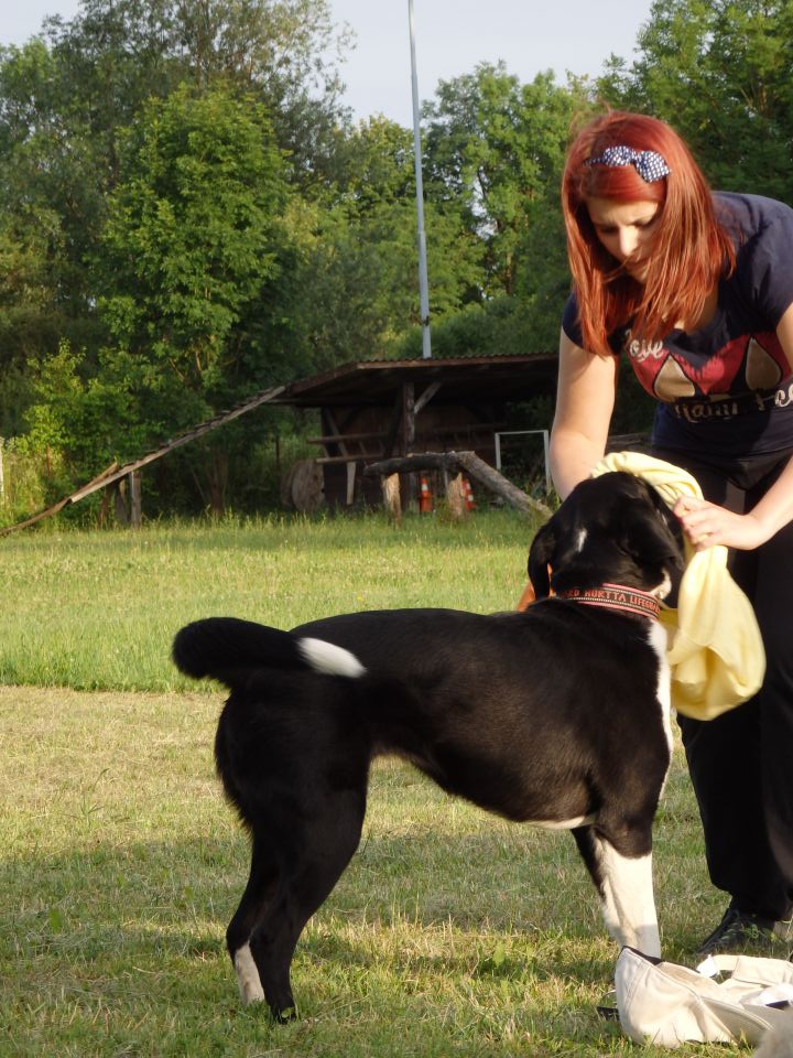 Zaključek pasje šole, 15.6.2014 - foto povečava