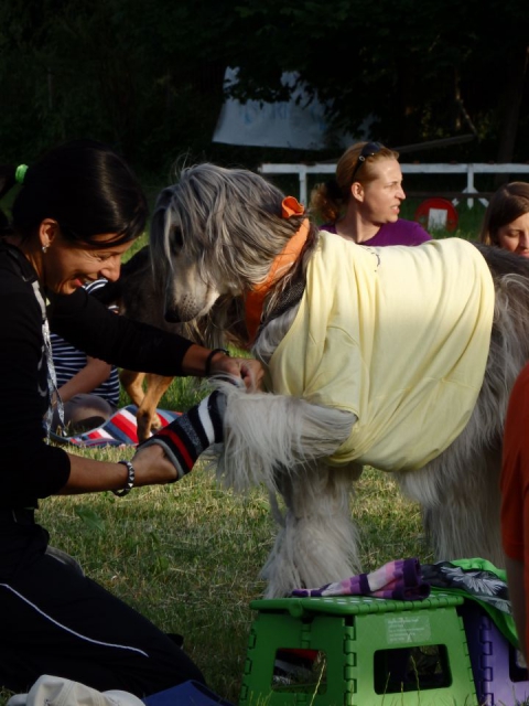 Zaključek pasje šole, 15.6.2014 - foto