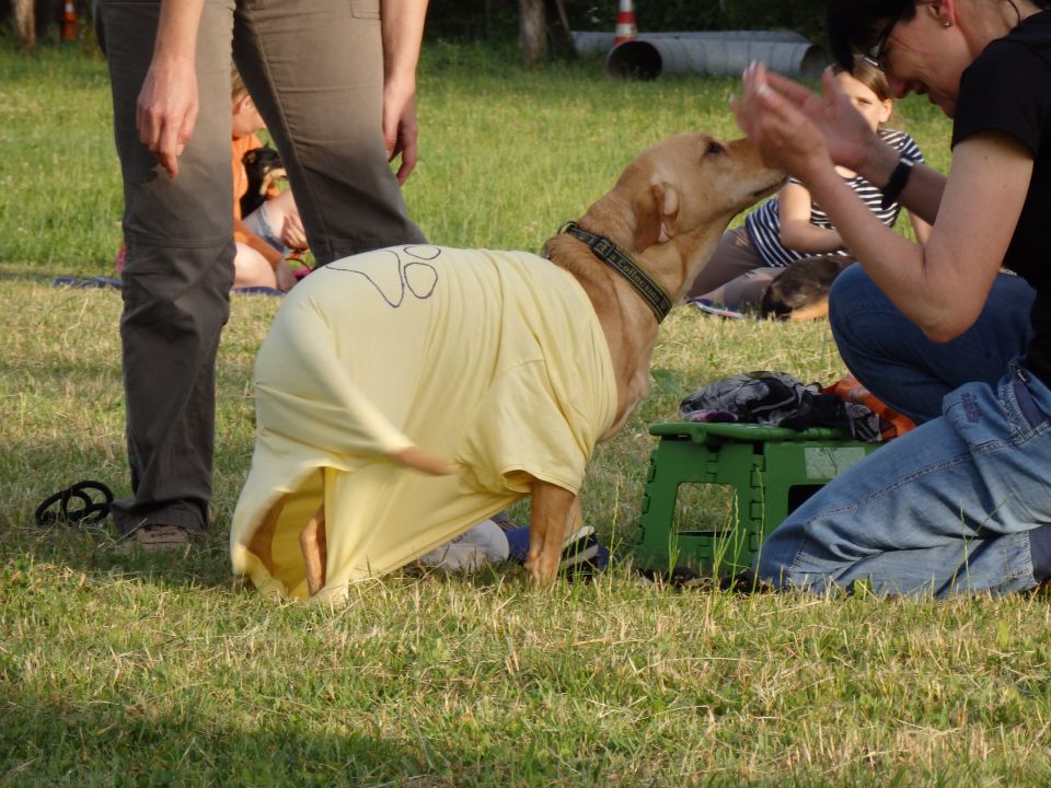 Zaključek pasje šole, 15.6.2014 - foto povečava