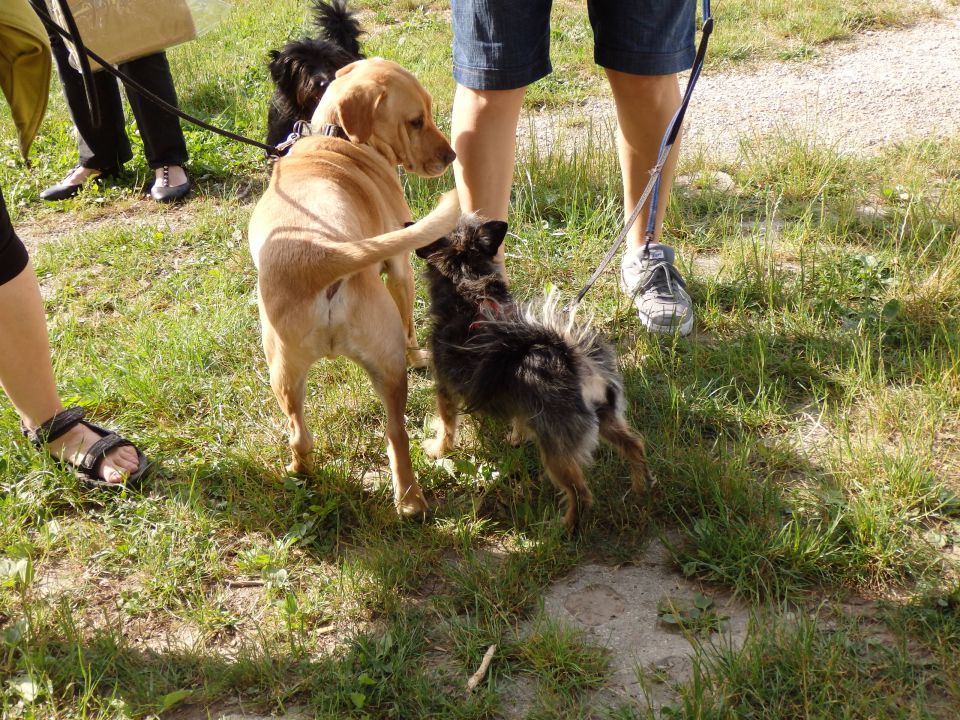 Zaključek pasje šole, 15.6.2014 - foto povečava