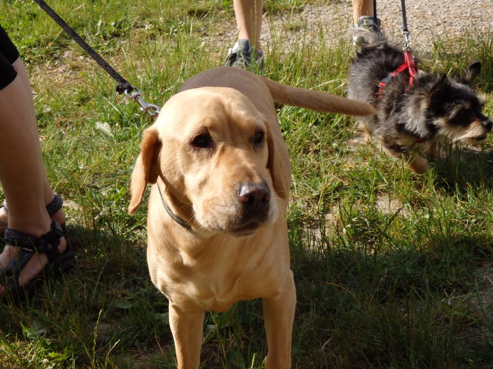 Zaključek pasje šole, 15.6.2014 - foto povečava