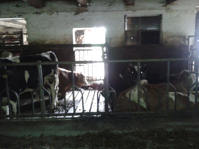 Krave in biki - foto